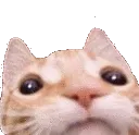 CatStare CatStare