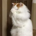b_pray