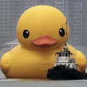 duck
