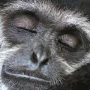ResidentGibbon