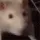rat