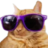 Cool Cat coolcat Discord Emoji