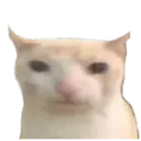 bruhcat