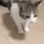 81_catdies