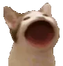CatMeow