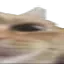 WideGato3