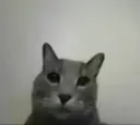 1catstare 1catstare
