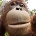 gigachadmonke2 gigachadmonke2