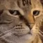 gk_bruhcat