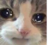 sadkitty