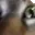 insanecat