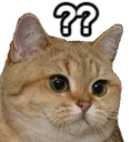 catconfused