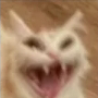 gatochillando Discord emoji