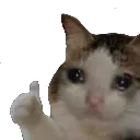 catnice