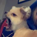 peanutyell