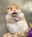 Scared Hamster Discord Emoji