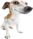 yourdog
