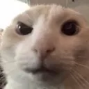 cateyebrows_raised