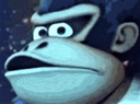donkeykonfused