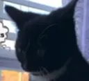 gatinho