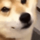 DogsOfDiscord_2_DogeWink DogsOfDiscord_2_DogeWink