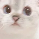 lotus_concern