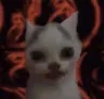 c_a_t
