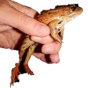 redleggedfrog