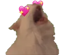 lovecat_cs
