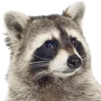 TrashPanda TrashPanda