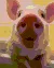 pig_eating_arm