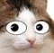 catStare