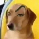 raiseseyebrowx2