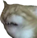 CatSuffering CatSuffering