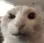 Raisedeyebrowbutcat