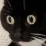 huh1