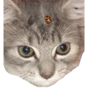 SammichesHat