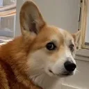 doghuh