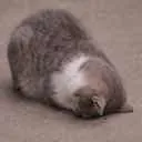 catded