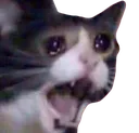 DDS_scream