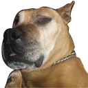 doggo