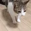 catdead