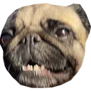 bellapanic