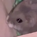 biscuitcry