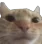 CattoStare