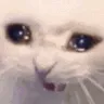 CattoSad