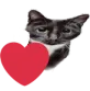 catLoveYou