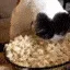 catPopcorn