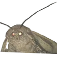 lowrakBrother