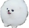 whatfloof